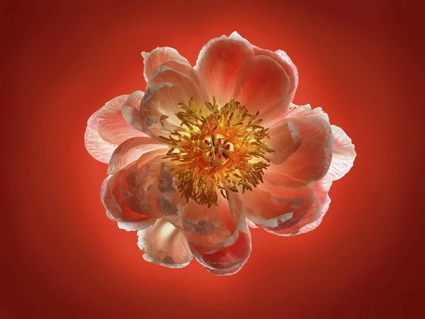 Närbild av vacker blomma — Stockfoto