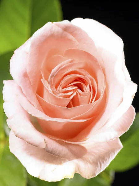 Close-up de bela flor — Fotografia de Stock