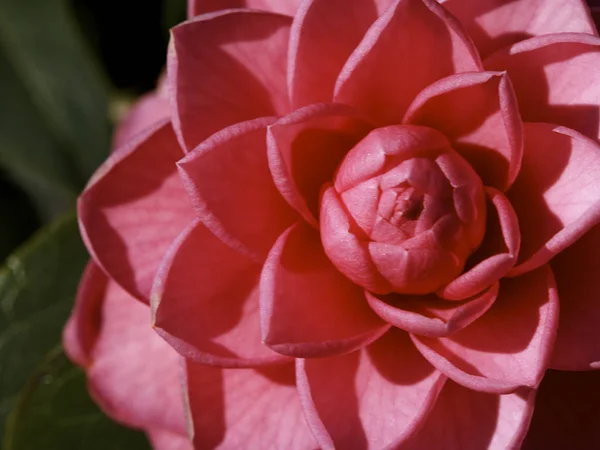 Close up of beautiful flower — Stock Photo, Image