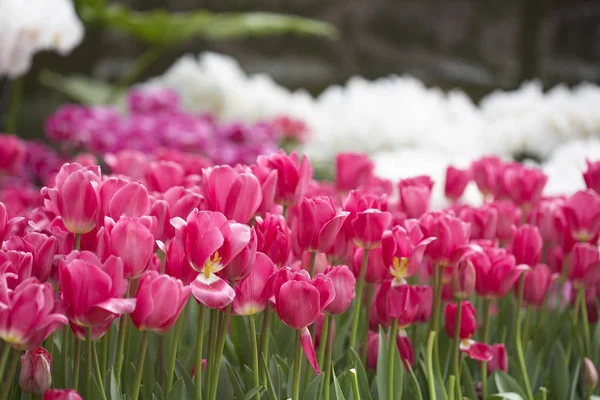 Naturliga bakgrund med blommor — Stockfoto