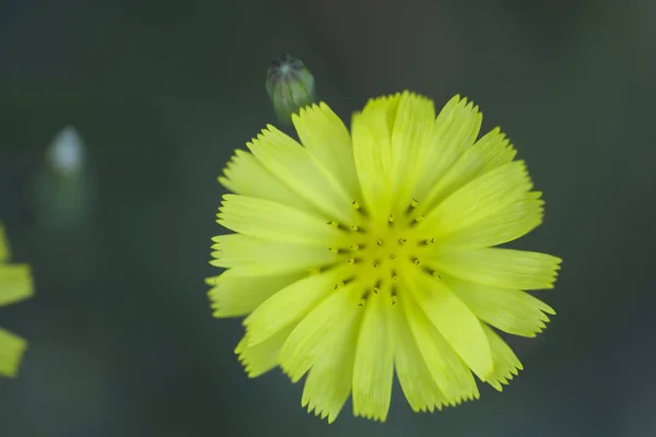 Gros plan de belle fleur — Photo