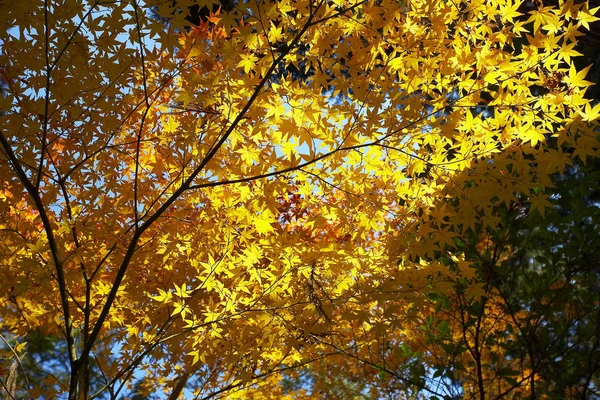 Gyönyörű juhar levelei — Stock Fotó