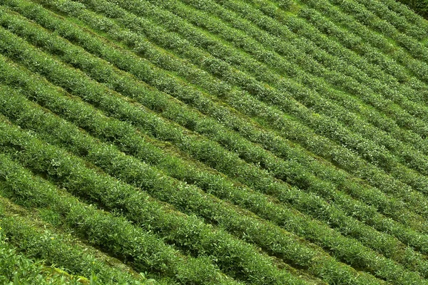 Green tea plantations