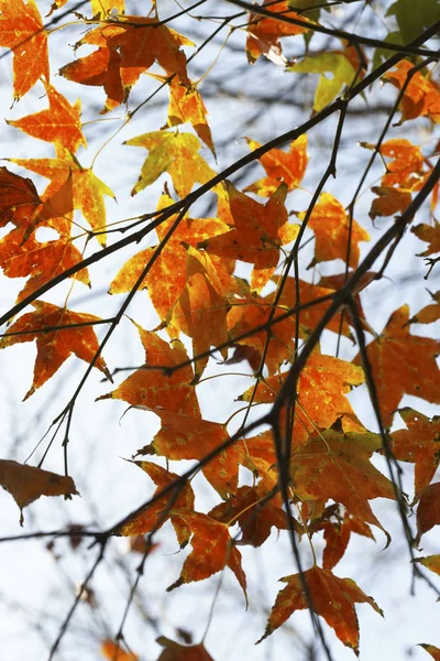 Color hojas de arce —  Fotos de Stock