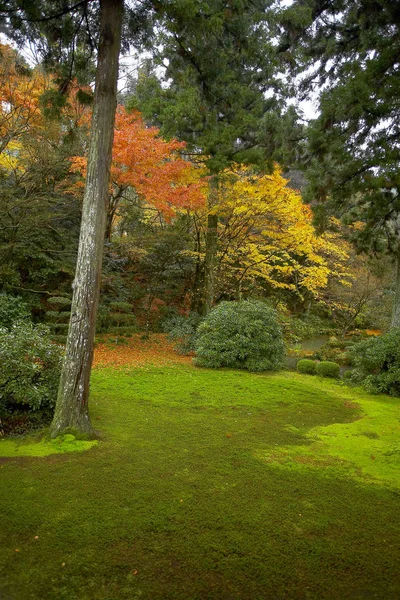 令人惊奇的秋天森林 — 图库照片