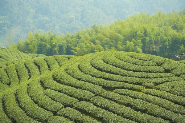 Groene theeplantages — Stockfoto