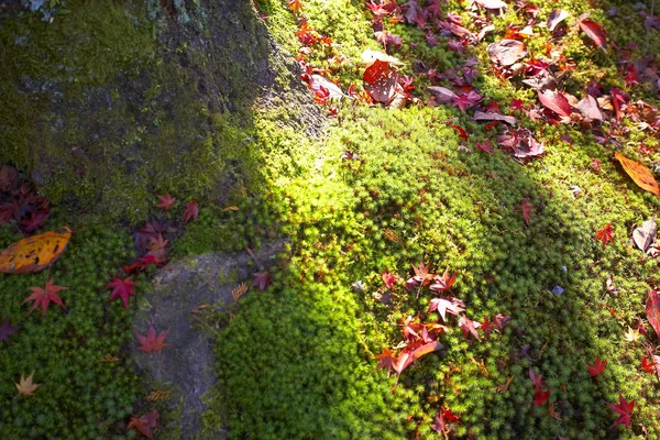 Folhas de bordo no chão — Fotografia de Stock