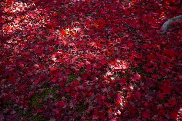 Кленове листя на землі — стокове фото