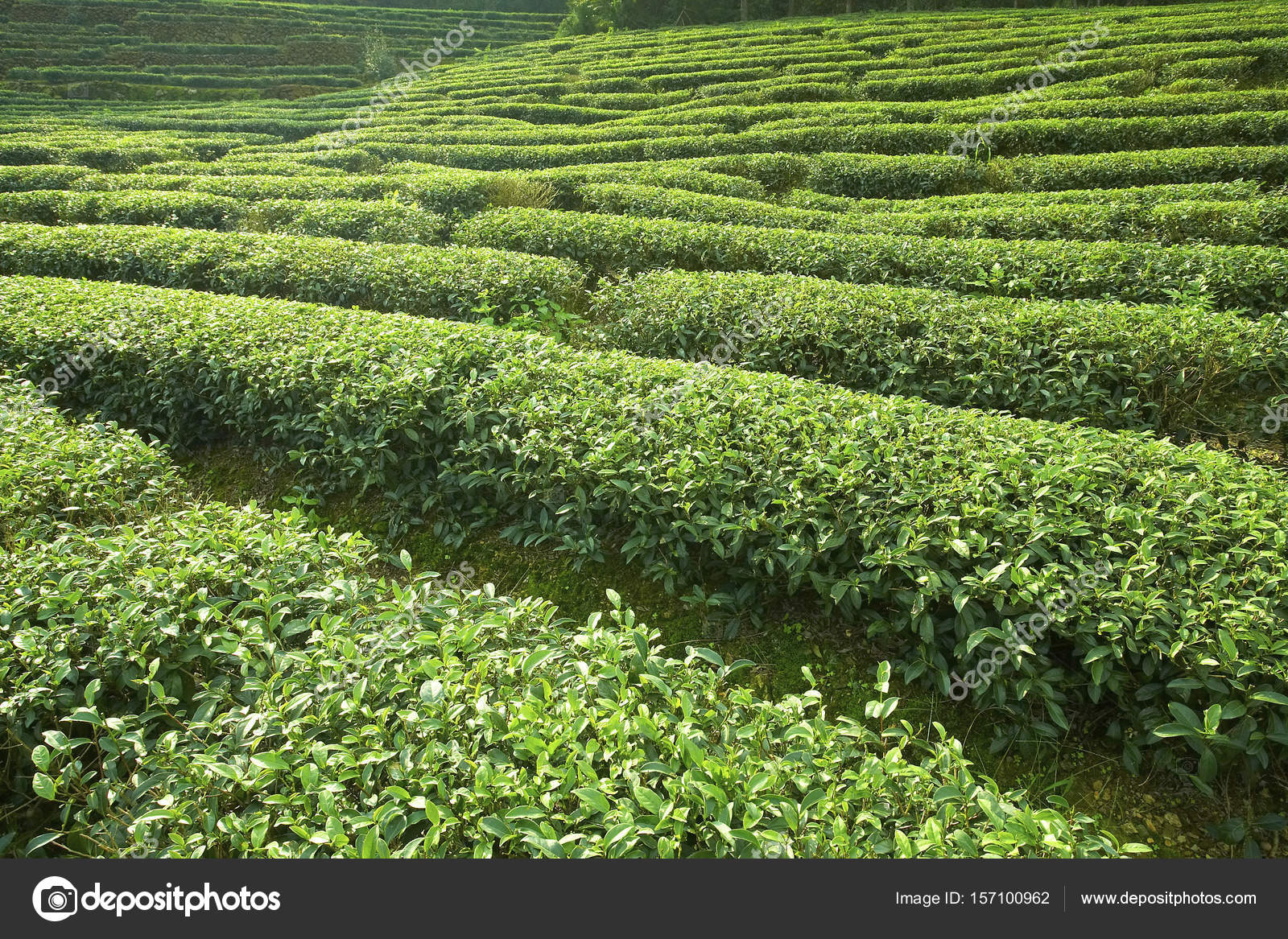Green tea plantations Stock Photo by ©topphoto 157100962
