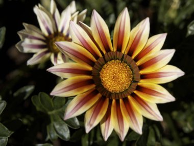 çiçeklerle doğal arka plan