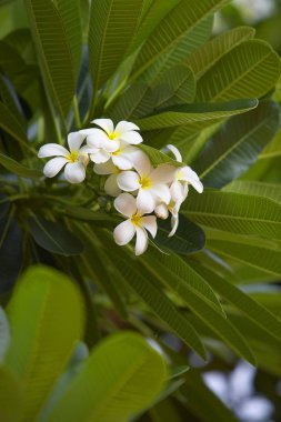 çiçeklerle doğal arka plan