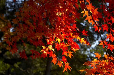 güzel akçaağaç yaprakları