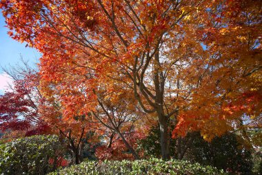 güzel akçaağaç yaprakları