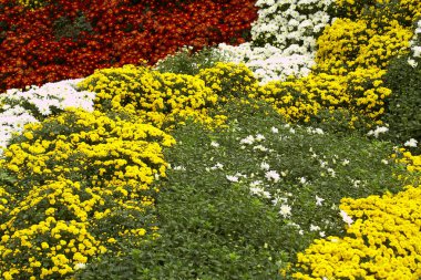 çiçeklerle doğal arka plan