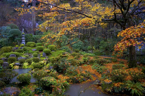 Amazing autumn forest — Stock Photo, Image