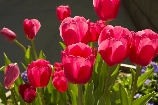 Naturliga bakgrund med blommor — Stockfoto