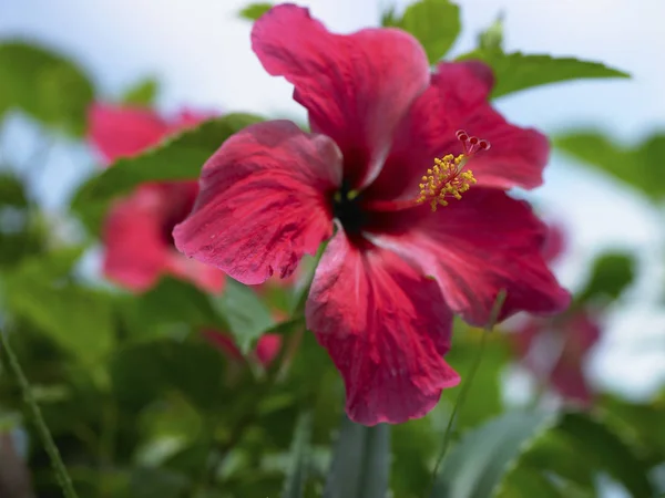 Close-up de bela flor — Fotografia de Stock