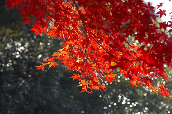 Hermosas hojas de arce — Foto de Stock