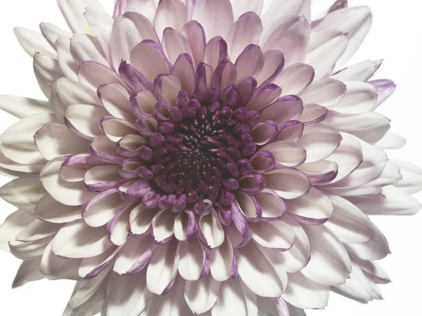 Close-up van mooie bloem — Stockfoto