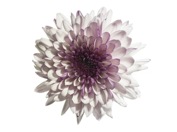 Close-up van mooie bloem — Stockfoto