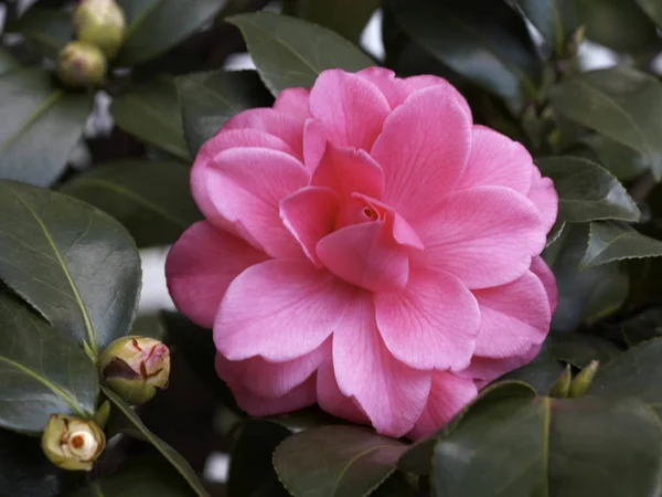 Close up of beautiful flower — Stock Photo, Image