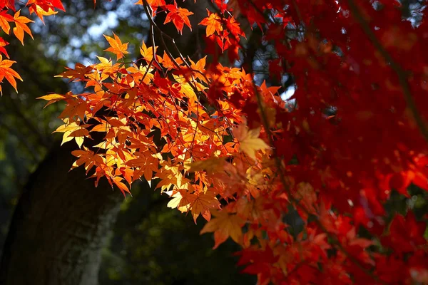 Hermosas hojas de arce —  Fotos de Stock