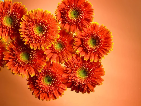 Přírodní pozadí s květinami — Stock fotografie