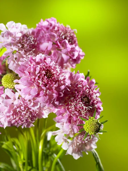 花と自然な背景 — ストック写真
