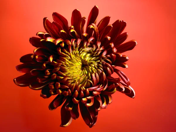 Крупним планом красива квітка — стокове фото