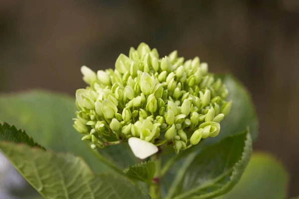 Primer plano de hermosa flor — Foto de Stock