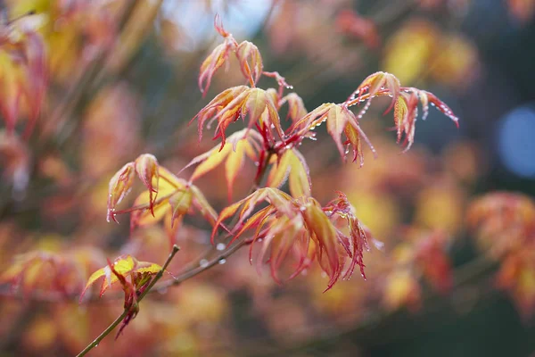 Kleur esdoorn bladeren — Stockfoto