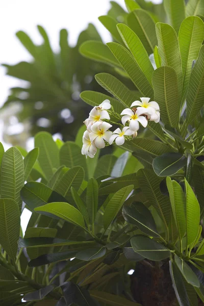 Natürlicher Hintergrund mit Blumen — Stockfoto