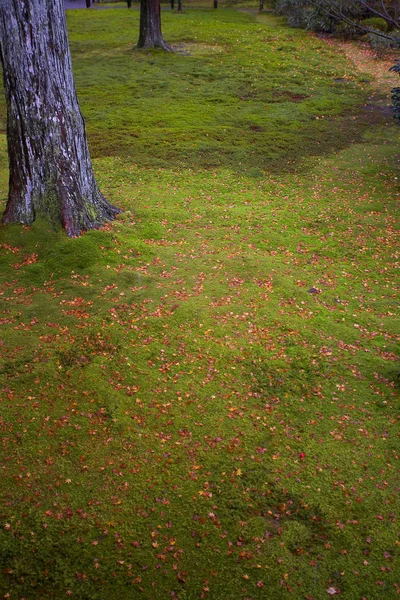 Folhas de bordo no chão — Fotografia de Stock