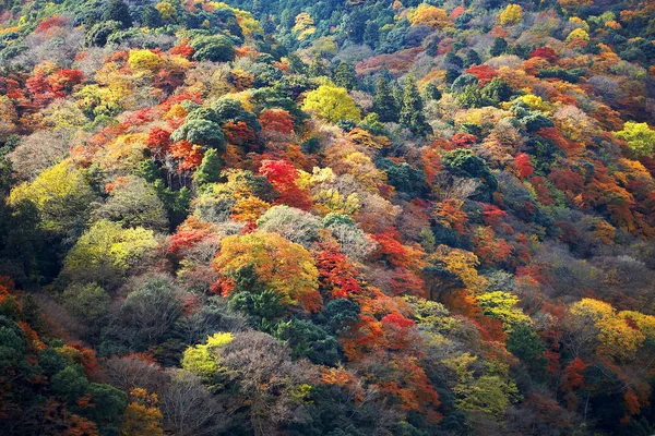 Increíble bosque de otoño —  Fotos de Stock