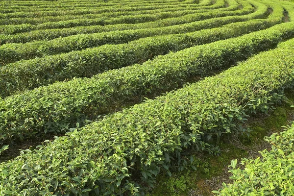 Grönt te odlingar — Stockfoto