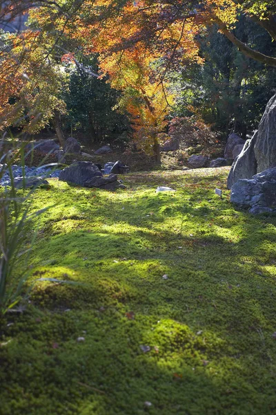 素晴らしい秋の森 — ストック写真