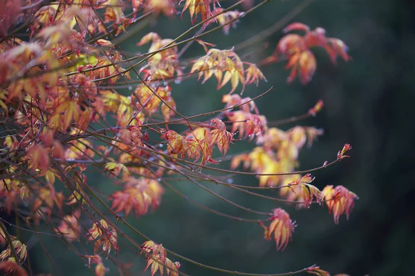 Kleur esdoorn bladeren — Stockfoto