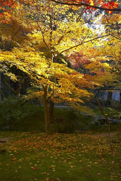 美しいカエデの葉 — ストック写真