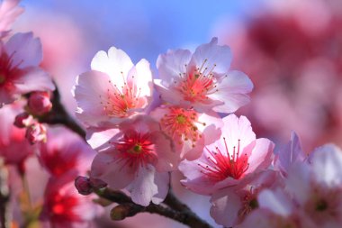 çiçeklerle doğal arka plan