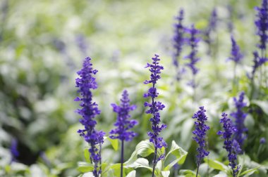 çiçeklerle doğal arka plan