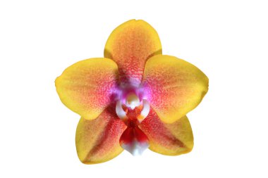 güzel orkide yakın çekim