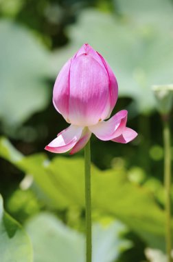 Güzel nilüfer çiçeği  