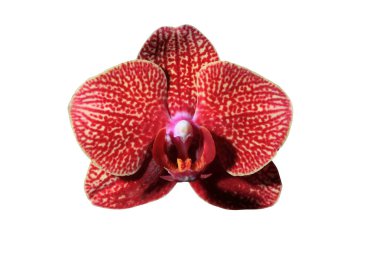 güzel orkide yakın çekim