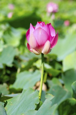 Güzel nilüfer çiçeği  