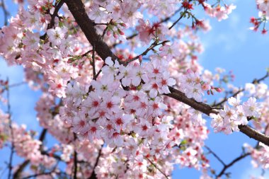 güzel kiraz çiçeği