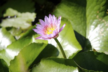 Güzel nilüfer çiçeği  