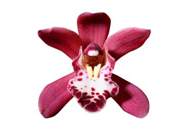 güzel orkide yakın çekim