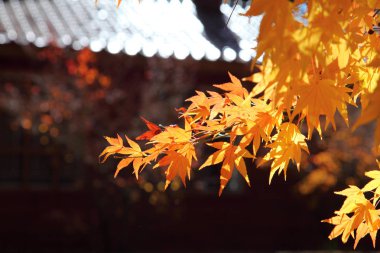 Dalları akçaağaç yaprakları ile