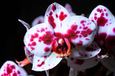 güzel orkide çiçekler