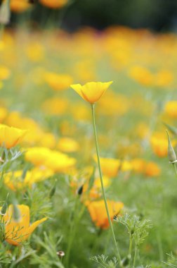 çiçeklerle doğal arka plan